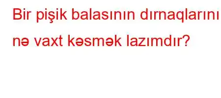 Bir pişik balasının dırnaqlarını nə vaxt kəsmək lazımdır?