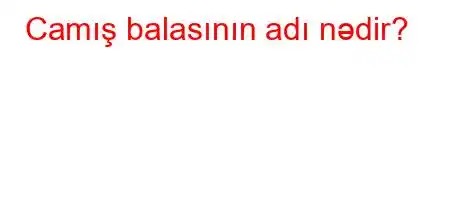 Camış balasının adı nədir?