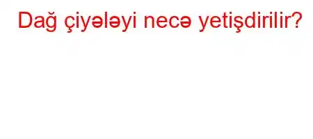 Dağ çiyələyi necə yetişdirilir?