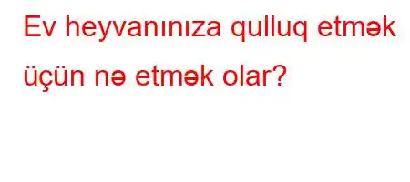 Ev heyvanınıza qulluq etmək üçün nə etmək olar?