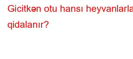 Gicitkən otu hansı heyvanlarla qidalanır?