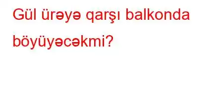 Gül ürəyə qarşı balkonda böyüyəcəkmi?