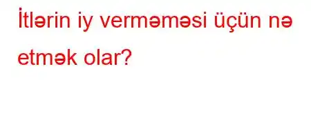 İtlərin iy verməməsi üçün nə etmək olar?