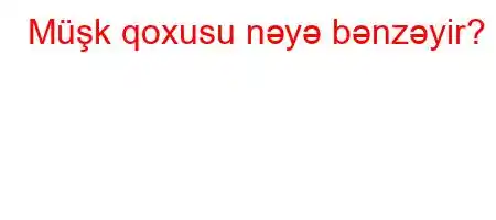 Müşk qoxusu nəyə bənzəyir?