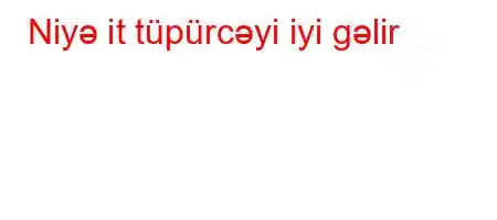 Niyə it tüpürcəyi iyi gəlir