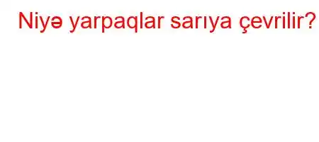 Niyə yarpaqlar sarıya çevrilir?