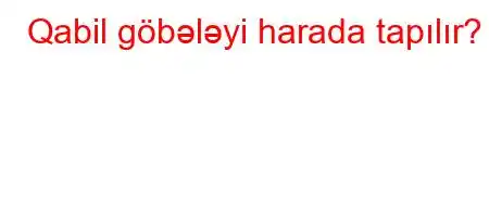 Qabil göbələyi harada tapılır?