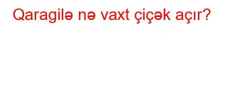 Qaragilə nə vaxt çiçək açır?