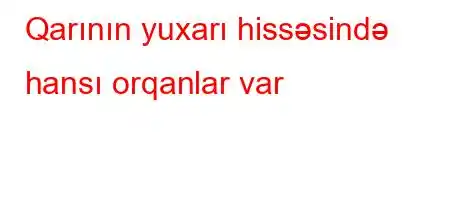 Qarının yuxarı hissəsində hansı orqanlar var