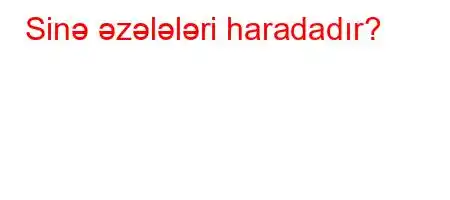 Sinə əzələləri haradadır?