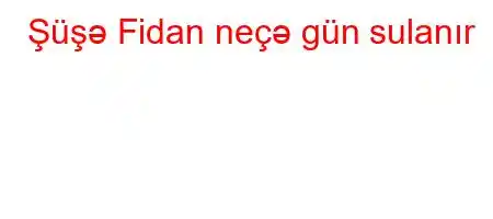 Şüşə Fidan neçə gün sulanır