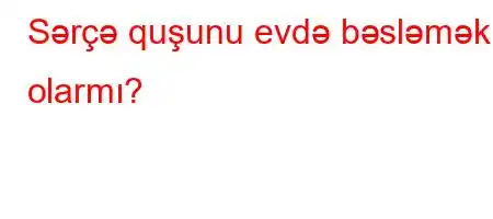 Sərçə quşunu evdə bəsləmək olarmı?