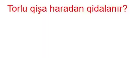 Torlu qişa haradan qidalanır?