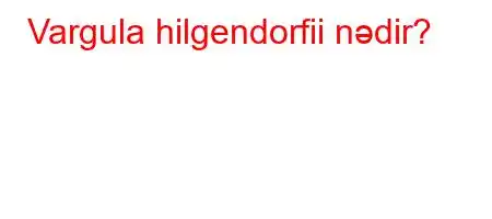 Vargula hilgendorfii nədir?