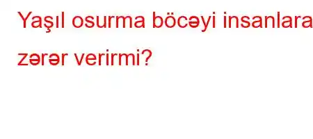 Yaşıl osurma böcəyi insanlara zərər verirmi?